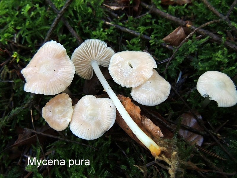 Mycena pura-amf1338.jpg - Mycena pura ; Non français: Mycène pure
